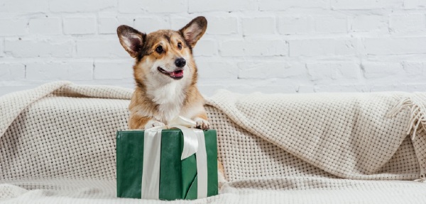 dog receiving a gift in green box with white ribbon